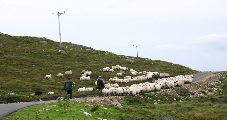 Huisinis Flock Huisinis Flock