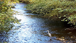 water of leith